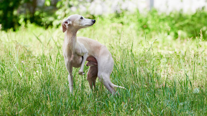 Obraz na płótnie Canvas Portrait of Italian Greyhound male dog walking in green grass field