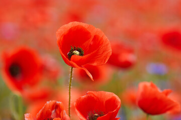 Fototapeta premium Red poppies in a poppies field. Remembrance or armistice day.