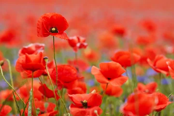 Photo sur Plexiglas Brique Red poppies in a poppies field. Remembrance or armistice day.