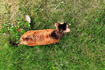 Cornish Rex brown cat walking and play outdoor on the grass. Young cute male cat wearing a harness go on lawn having lifted tail. Pets walking outdoor adventure on green grass in park.