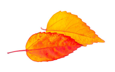 autumn leaf isolated on transparent png