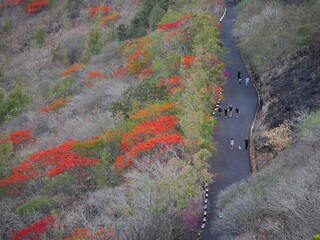Colorful park - nature trail in Port-Louis Mauritius 