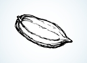 Cocoa Fruits. Vector drawing