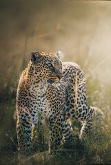 Beautiful green eyed leopard in the wild