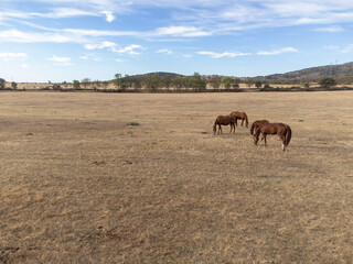 A cabalada or herd of Spanish breed horses grazing in a meadow. Family of horses, mares and foals.