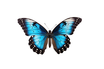 Fototapeta premium Close-up butterfly isolated on transparent background generative AI.
