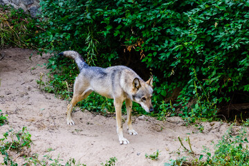Lonely grey wolf (Canis lupus) among the green vegetation
