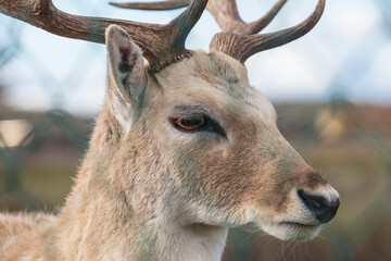 Mature deer head portrait detail