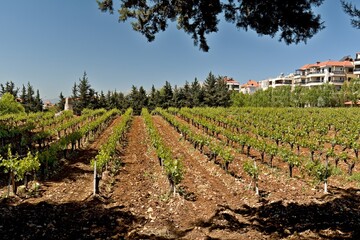 View of vineyards in Ksara town. Lebanon. 
