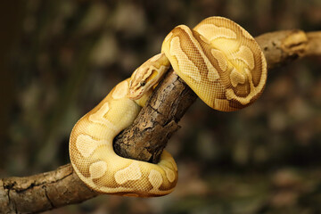 The Royal python (Python regius), also called the ball python lying twisted on a dry branch with a green background.