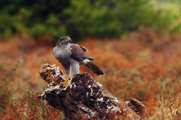 The northern goshawk (Accipiter gentilis) sits on a tree with a quail in its talons. A hawk with prey in the evening light. A bird of prey in a typical environment with typical prey.