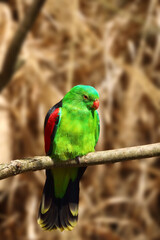 The red-winged parrot (Aprosmictus erythropterus) sitting on a branch with a brown background of dry branches. Male Australian parrot, green parrot with red wings.