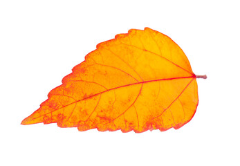 autumn leaf isolated on transparent png