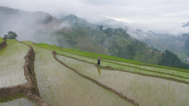 A farmer with fresh paddy rice terraces, green agricultural fields in countryside or rural area of Mu Cang Chai, mountain hills valley in Asia, Vietnam. Nature landscape. People lifestyle.