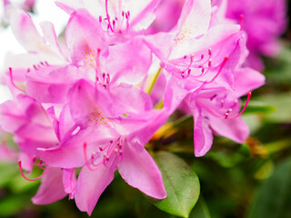 beautiful blooming pink rhododendron shrub, flowering plant in a summer garden, close up photo