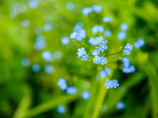 tiny blue flowers of scorpion grass, close up photo with selective focus