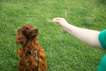 Pretty girl playing and running with samoyed dog at the park outdoor, training her Irish Setter dog