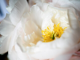 Fototapeta na wymiar tree peony blooming white flower, close up photo with copy space, selective focus