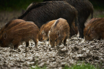Wild hogs (feral pigs) in rain