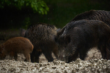 Wild hogs (feral pigs) in rain