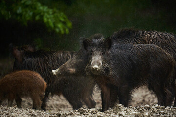 Naklejka na ściany i meble Wild hogs (feral pigs) in rain
