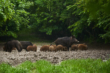 Wild hogs (feral pigs) in rain