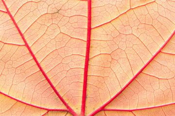 hojas de árbol en macro y detalle