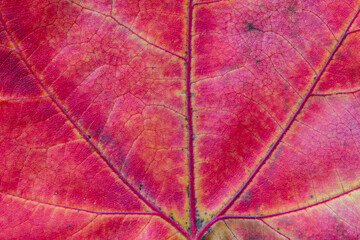 Fototapeta premium hojas en otoño, hojas de árbol en macro y detalle 