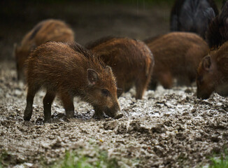 Wild hogs (feral pigs) in rain
