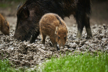 Wild hogs (feral pigs) in rain
