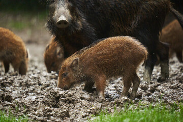Wild hogs (feral pigs) in rain