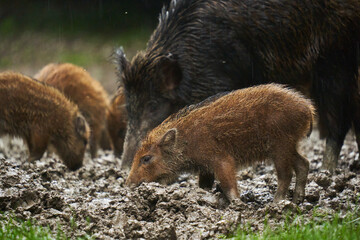 Wild hogs (feral pigs) in rain