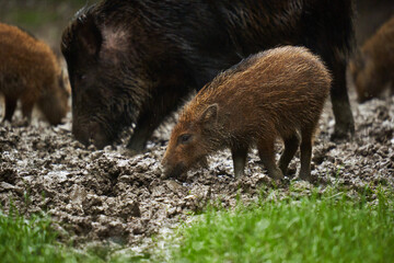 Wild hogs (feral pigs) in rain