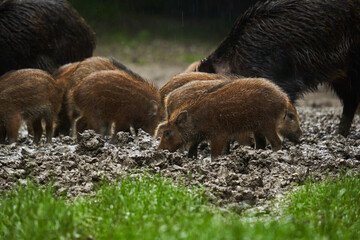 Wild hogs (feral pigs) in rain