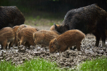 Wild hogs (feral pigs) in rain
