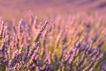 Vibrant violet flowers thriving in long, meticulously arranged rows within a lavender field, forming a picturesque countryside landscape on a sunny summer day