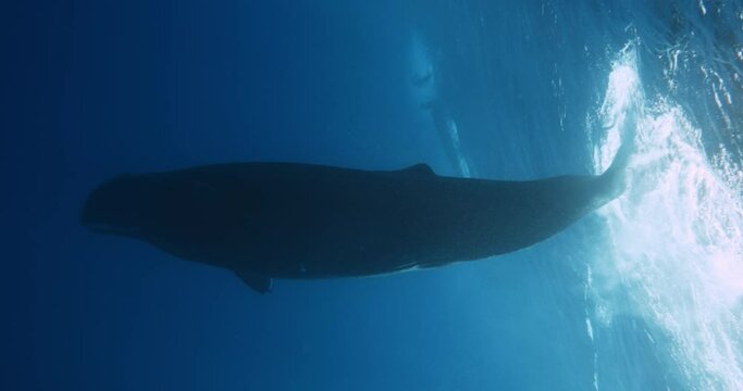 Large spermwhale dive in blue ocean. People dive to mammals under water. Blue whale sperm whale playing in blue water. Underwater shot Mauritius, Indian Ocean. Rare exclusive footage 1 120 fps 10 bit