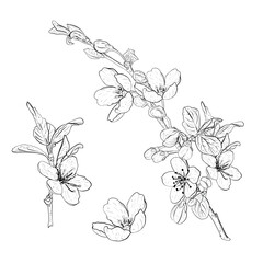 Vector illustration set of blooming branches and flowers of cherry, sakura, apple, plum, wild cherry plum, bird cherry. Realistic black outline of flowers, buds and leaves, graphic drawing. For