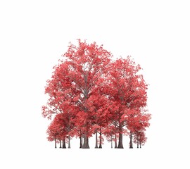 Fototapeta premium group of trees with a shadow under it, isolated on white background, 3D illustration, cg render