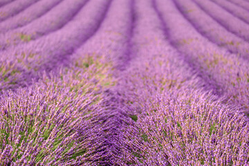 Naklejka na ściany i meble The enchanting vista of a lavender field, where perfectly aligned rows reveal a dreamlike panorama of vibrant purple flowers