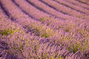 Naklejka na ściany i meble A picturesque lavender field, with rows of vibrant purple flowers stretching out, evoking a sense of tranquility and natural beauty.