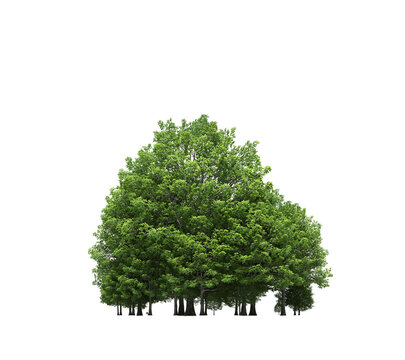 group of trees with a shadow under it, isolated on a transparent background, 3D illustration, cg render