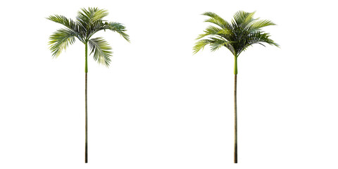 isolated cutout artistic palm tree, best use for landscape design, best use for architectural...