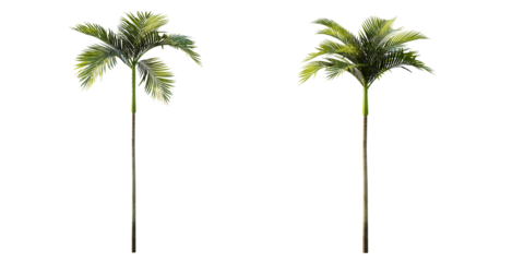 isolated cutout artistic palm tree, best use for landscape design, best use for architectural render post production.