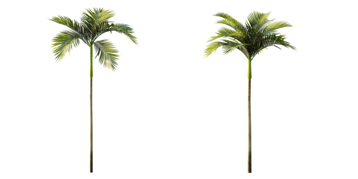 isolated cutout artistic palm tree, best use for landscape design, best use for architectural render post production.