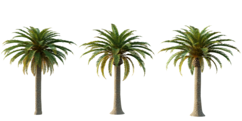 isolated cutout artistic dates palm tree, best use for landscape design, best use for architectural render post production.