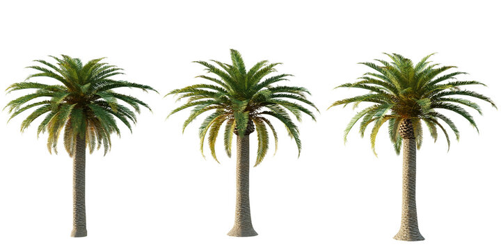isolated cutout artistic dates palm tree, best use for landscape design, best use for architectural render post production.