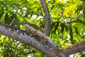 Iguana