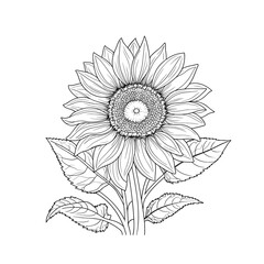 Sunflower Outline, Sunflower Line Art,  Drawing, black and white sunflowers vector illustration