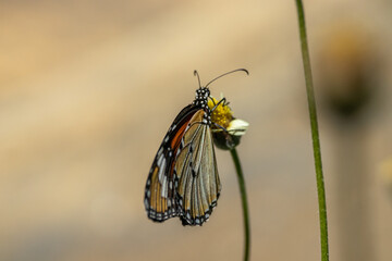 Macro shot, Beautiful nature landscape. Close Up of a beautiful butterfly perched on a flower.
